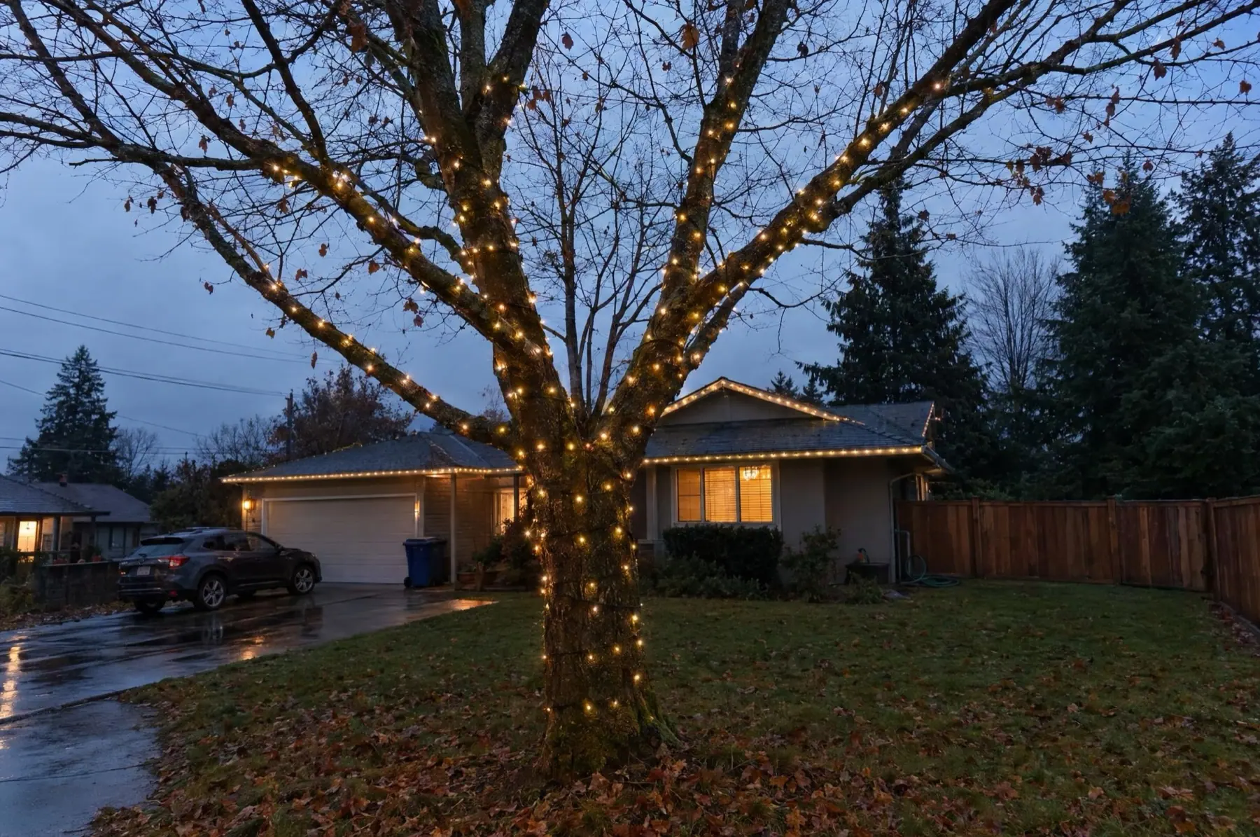 Illustration of a bare maple wrapped in a spiral of warm-white lights, with a lit house behind it